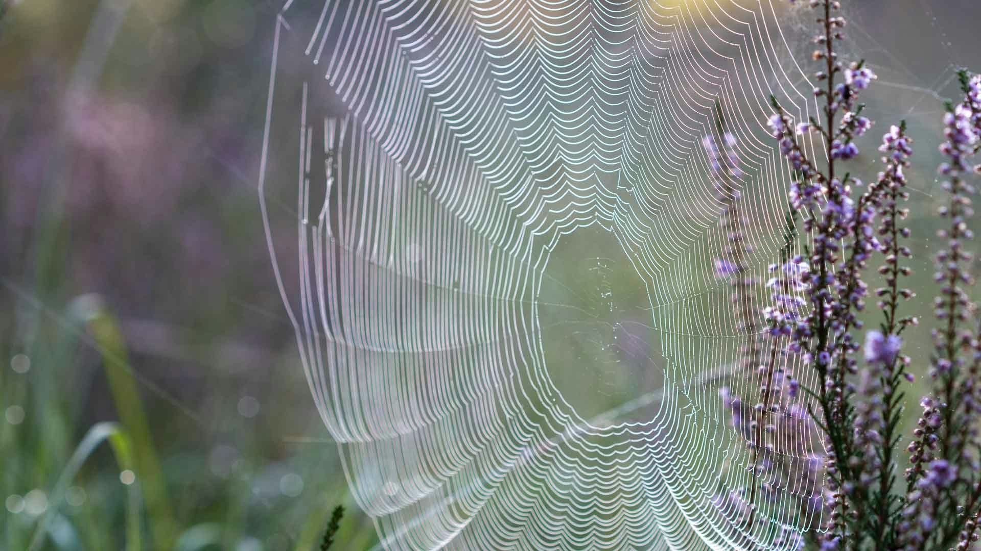 spider web
